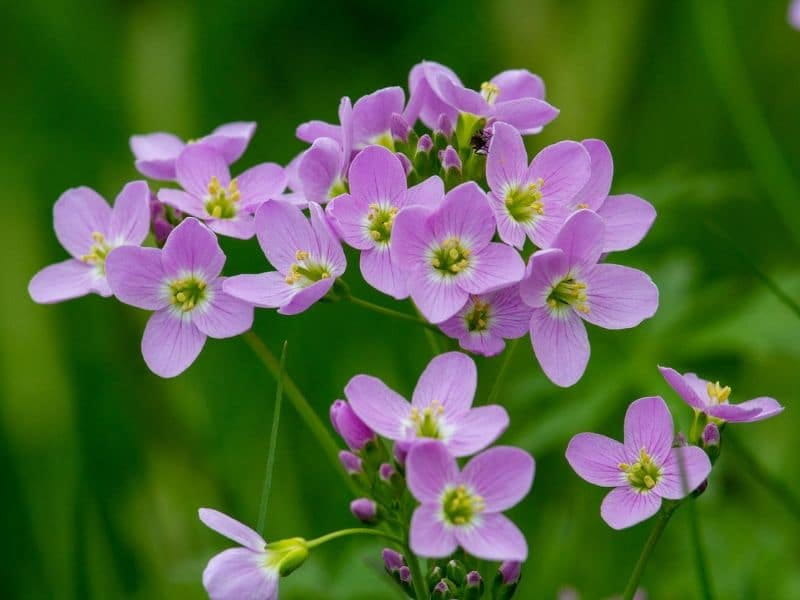 Cuckoo Flower