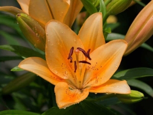 Daylily - Find Florists in India - Charming Flowers