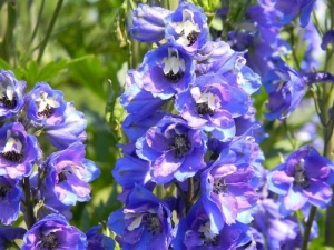 Delphinium - Find Florists in India - Charming Flowers