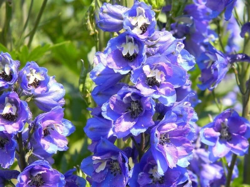 Delphinium - Find Florists in India - Charming Flowers