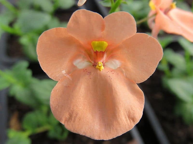 Diascia