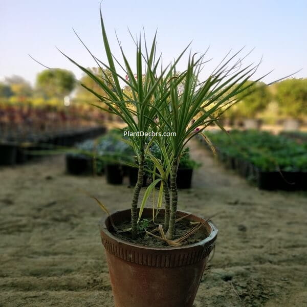 Dragon Tree (Dracaena Marginata)