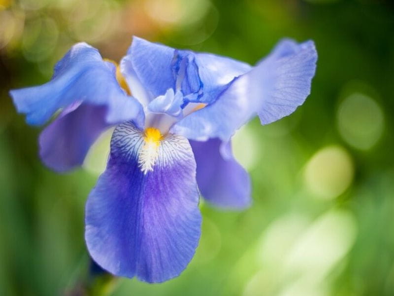 Dutch Iris - Find Florists in India - Charming Flowers