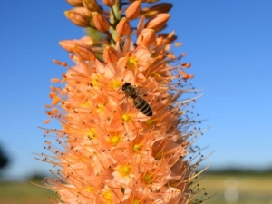 Eremurus - Find Florists in India - Charming Flowers