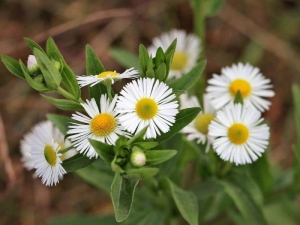 Erigeron - Find Florists in India - Charming Flowers