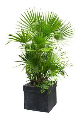 European Fern Palm