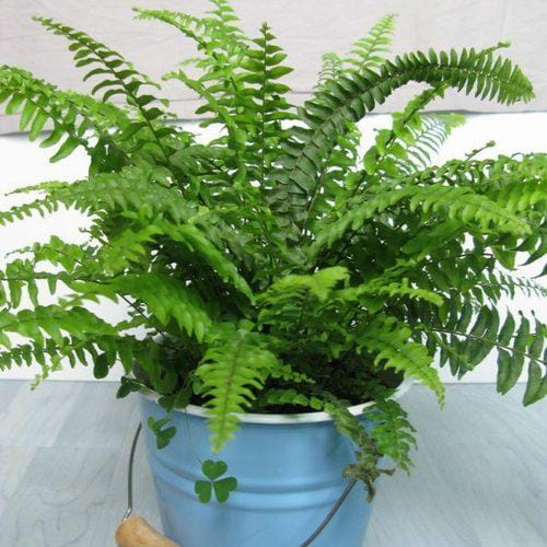 Ferns (Pteridophytes)