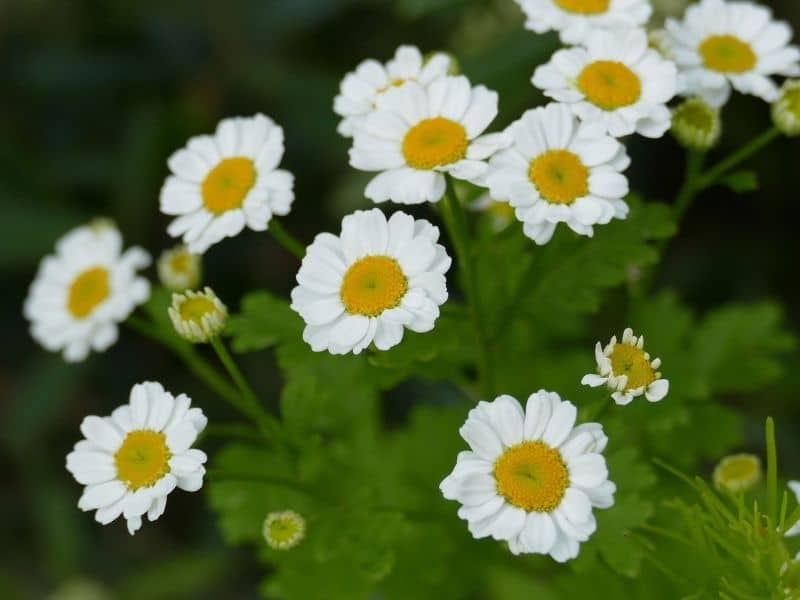 Feverfew - Find Florists in India - Charming Flowers