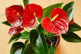 Flamingo Flower (Anthurium)