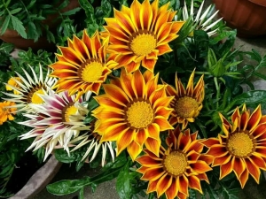 Gazania - Find Florists in India - Charming Flowers