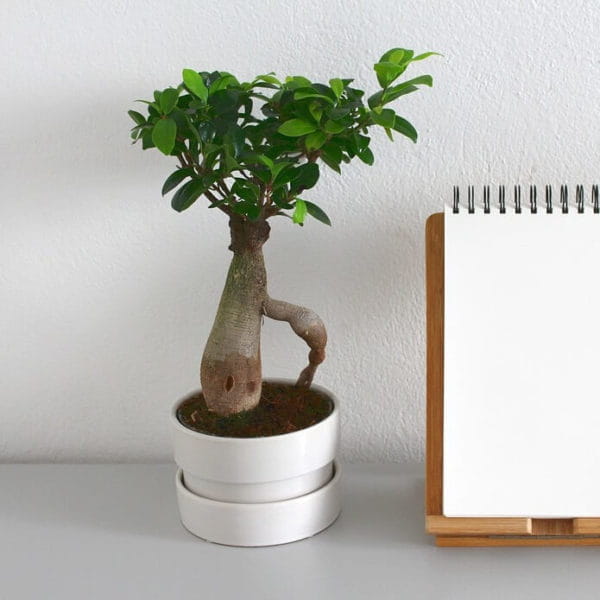 Grafted Ficus Bonsai (Ginseng)