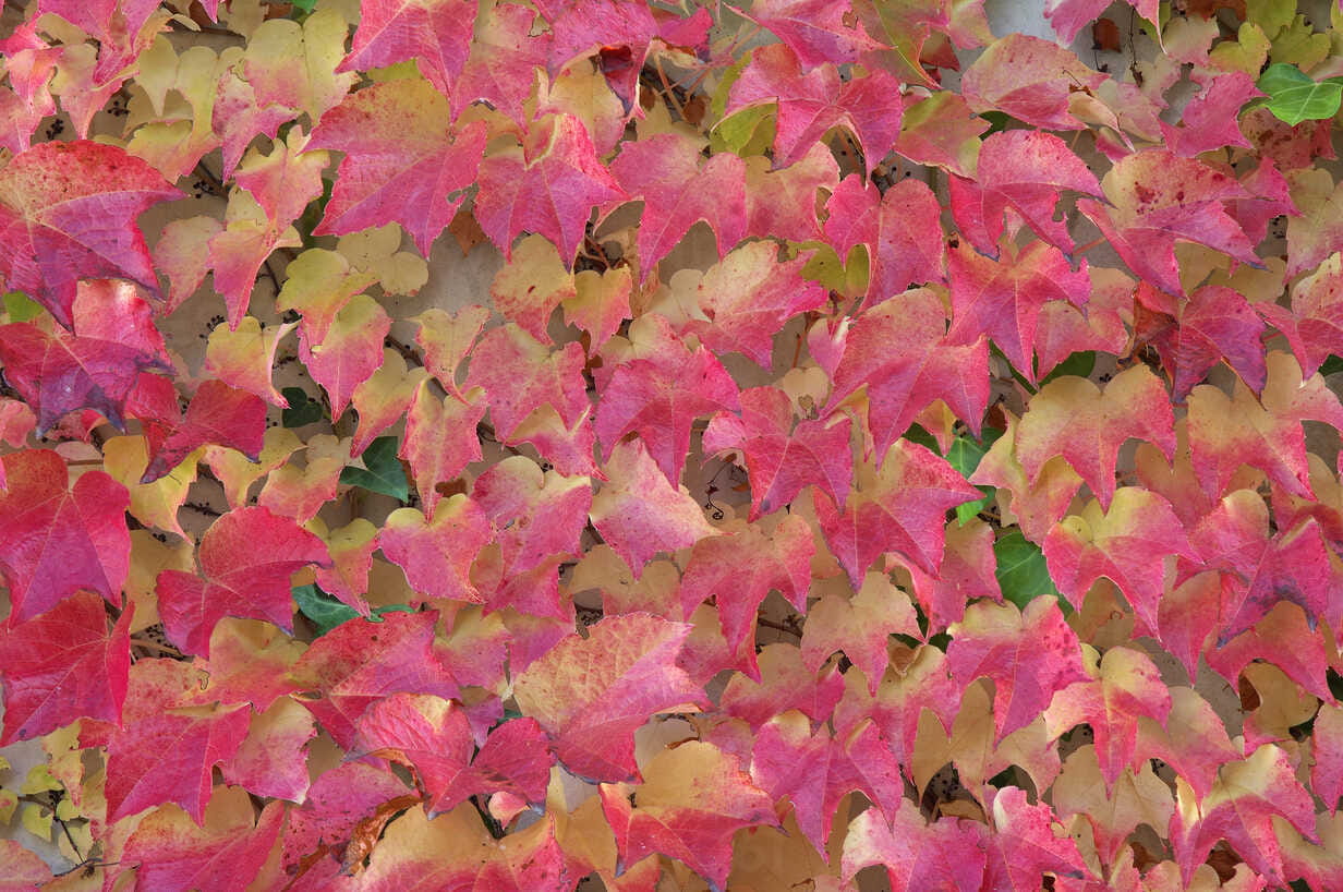 Grape Ivy (Parthenocissus Tricuspidata)