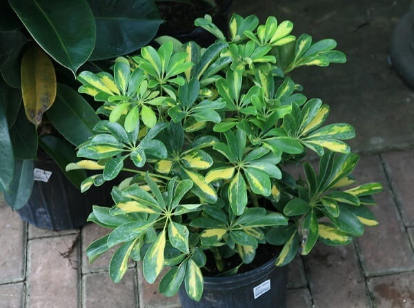 Hawaiian Umbrella Tree Bonsai (Schefflera Arboricola)