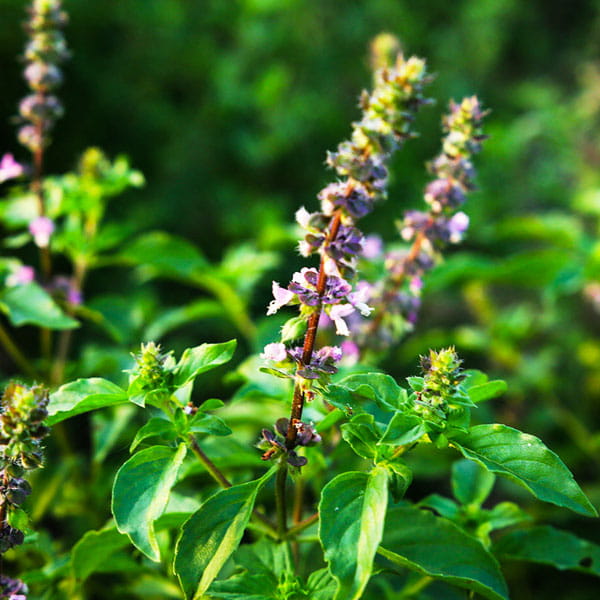 Indian Basil (Ocimum Tenuiflorum)