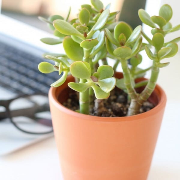 Jade Plant (Crassula Ovata)