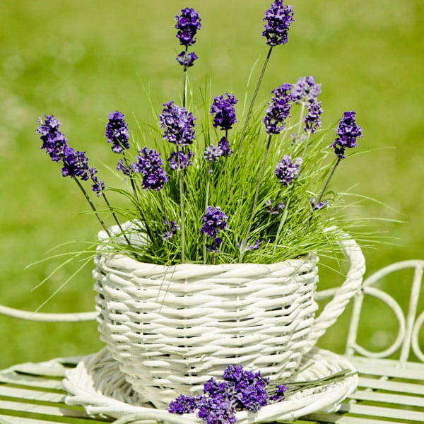 Lavender (Lavandula)