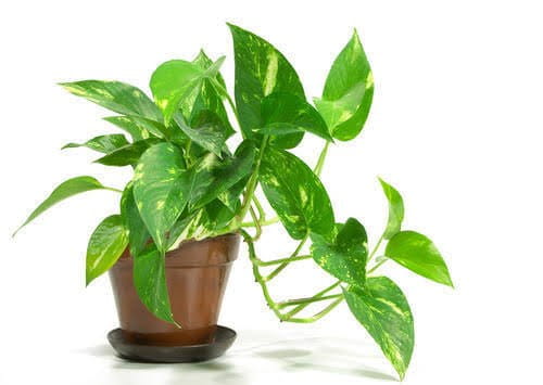 Money Plant (Epipremnum Aureum)