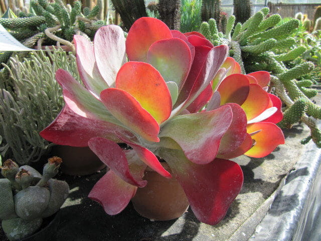 Paddle Plant (Kalanchoe Thyrsiflora)