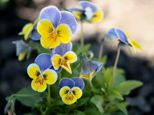 Pansy - Find Florists in India - Charming Flowers