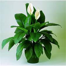 Peace Lily (Spathiphyllum)