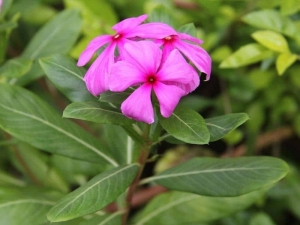 Catharanthus