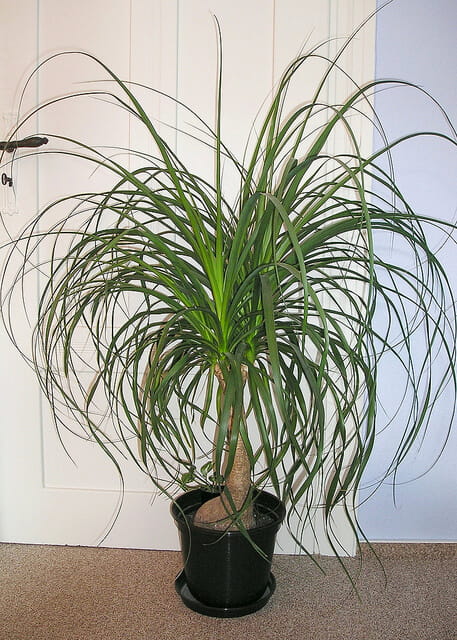 Ponytail Palm (Beaucarnea Recurvata)