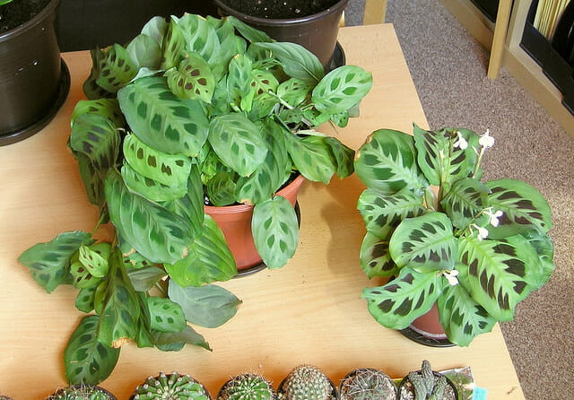 Prayer Plant (Maranta Leuconeura)