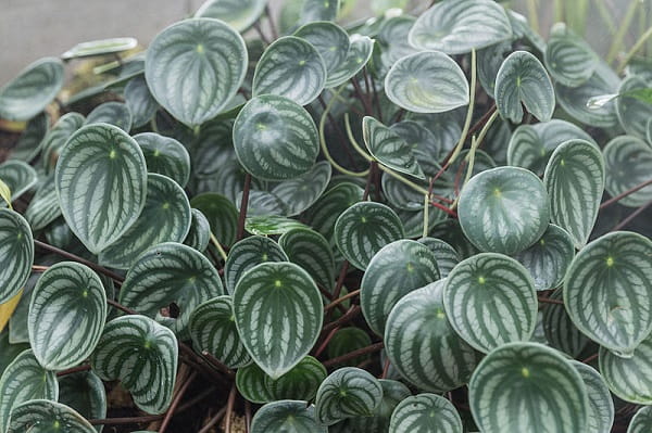 Radiator Plant (Peperomia)