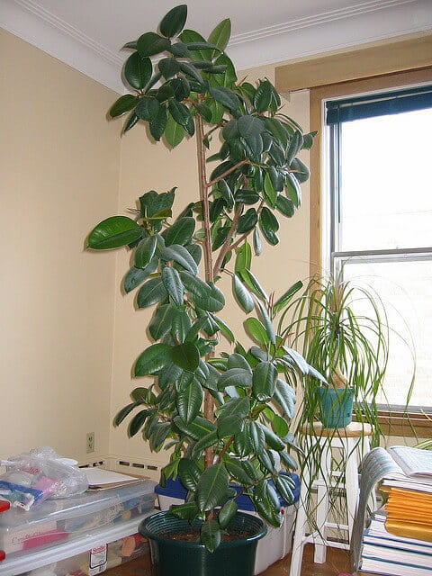 Rubber Plant (Ficus Elastica)