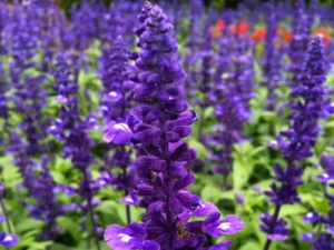 Salvia - Find Florists in India - Charming Flowers