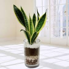 Snake Plant (Sansevieria Trifasciata)