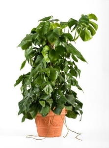 Swiss Cheese Plant - Find Florists in India - Charming Flowers