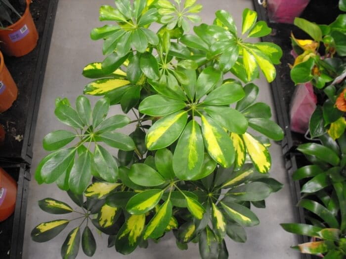 Umbrella Plant - Find Florists in India - Charming Flowers