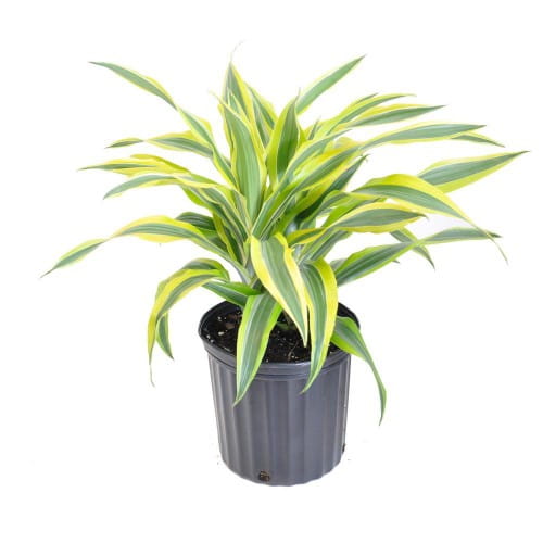 Warneck Dracaena (Dracaena Deremensis ‘Warneckii’)