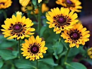 Yellow-Coneflower- Find Florists in India - Charming Flowers