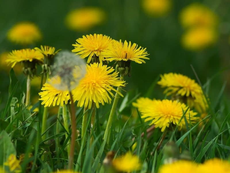 Yellow-Dandelion - Find Florists in India - Charming Flowers