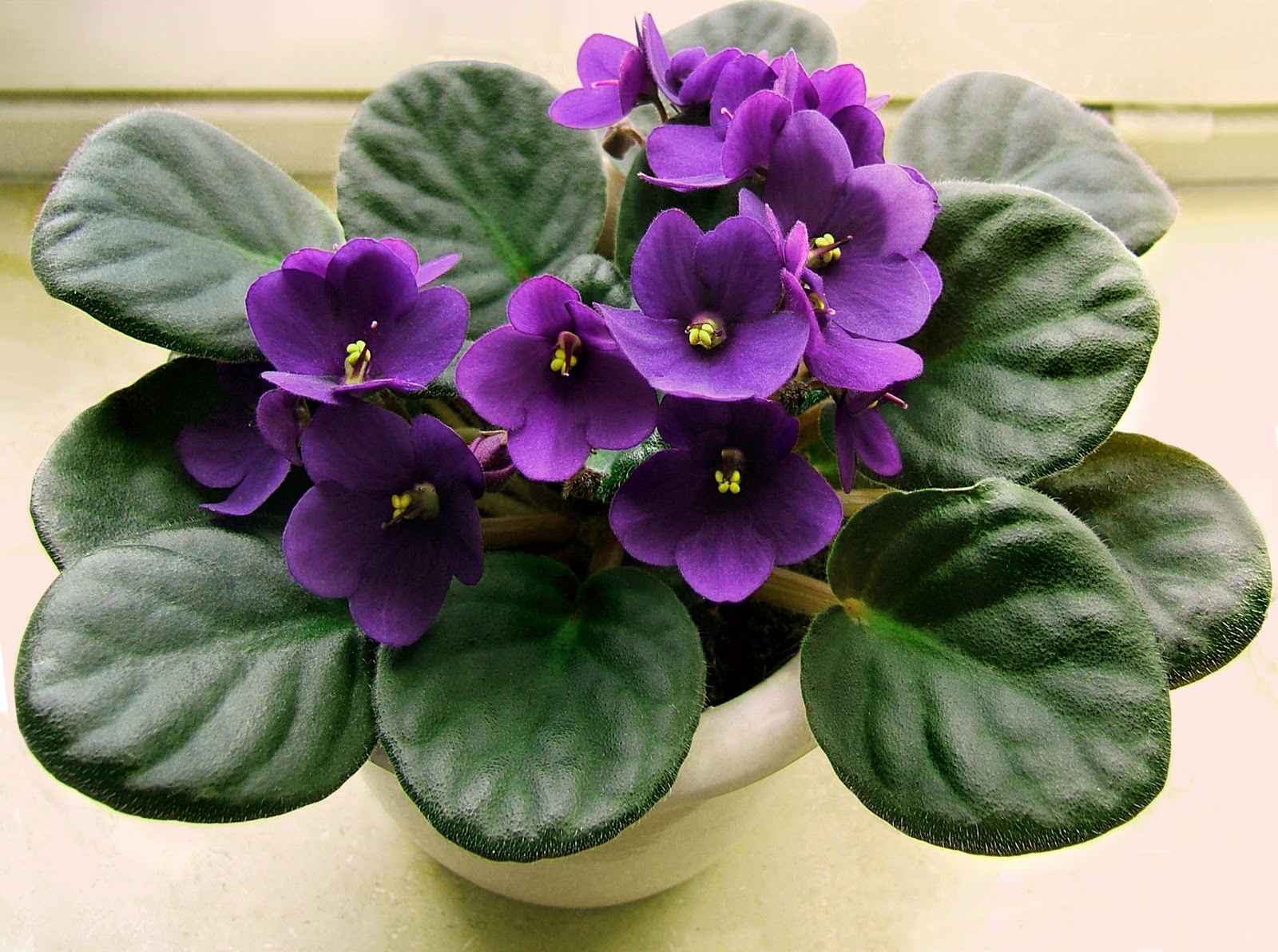 African Violet - Charming Flowers - Florists in India