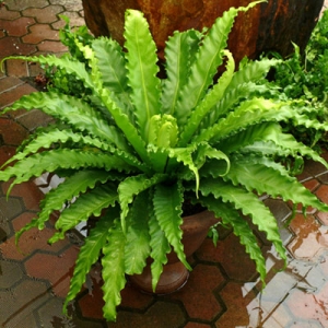 Bird's Nest Fern - Charming Flowers - Florists in India