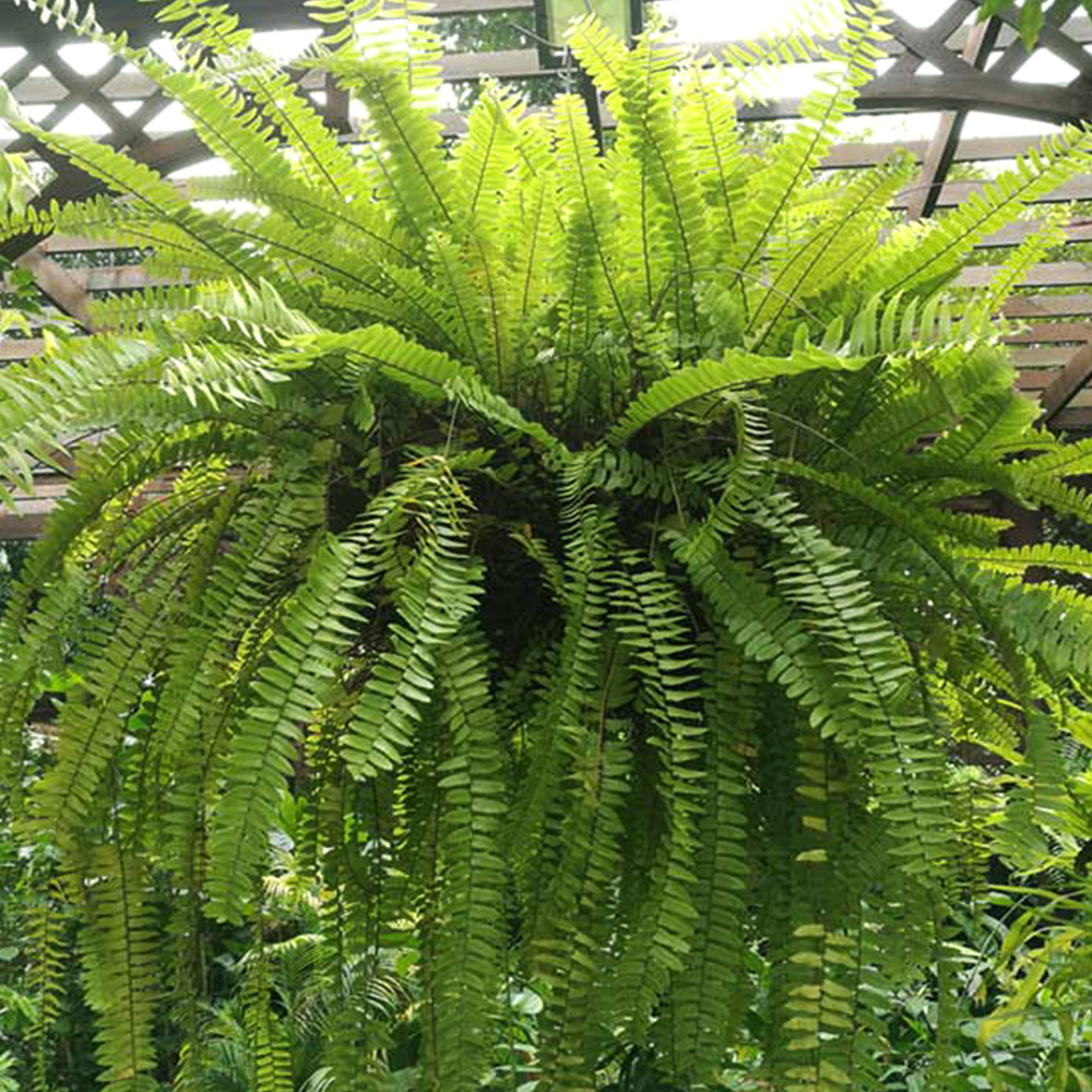 Boston Fern