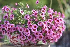 Calibrachoa