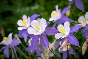 Columbine - Charming Flowers - Florists in India