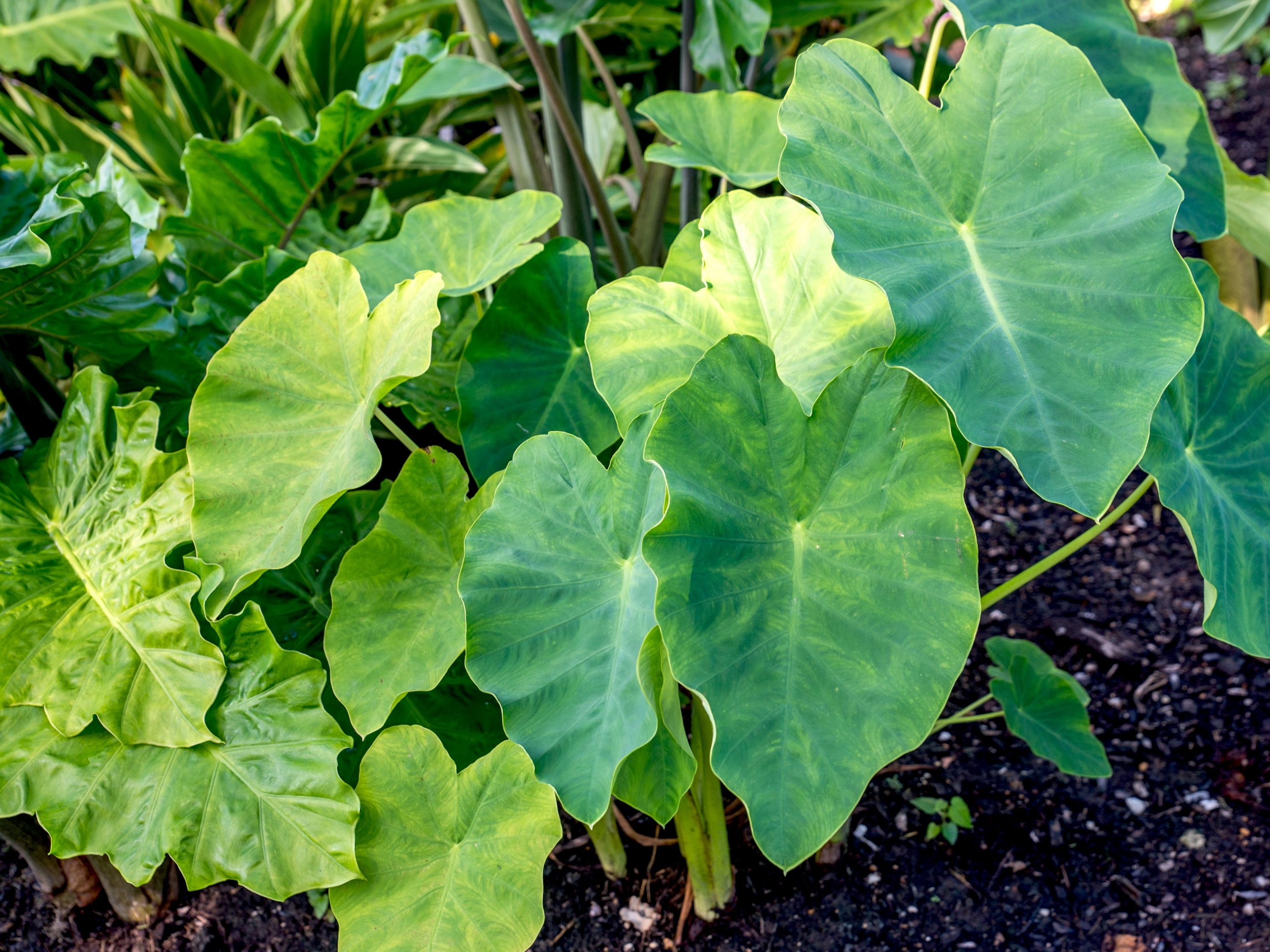 Elephant Ear Plant - Charming Flowers - Florists in India