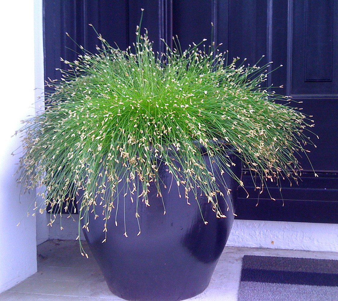 Fiber Optic Grass