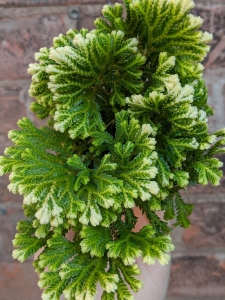 Frosty Fern