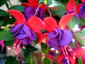 Fuchsia - Charming Flowers - Florists in India