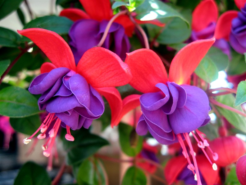 Fuchsia