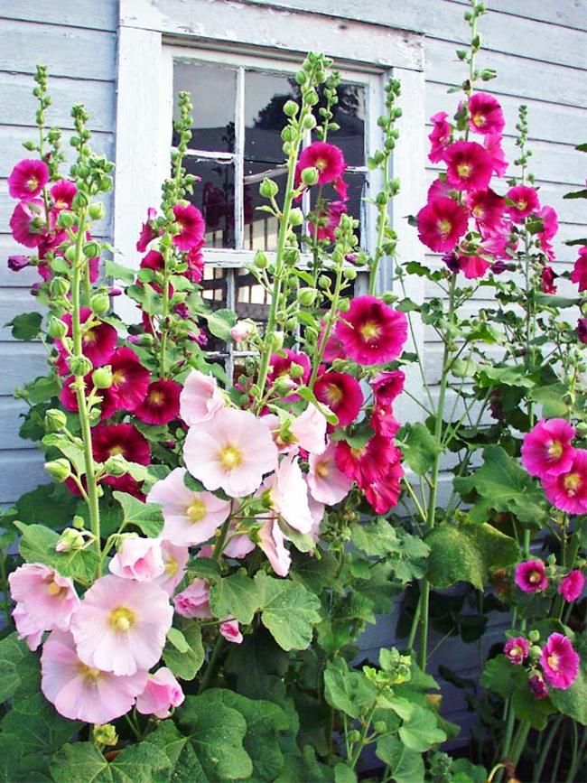 Hollyhock - Charming Flowers - Florists in India