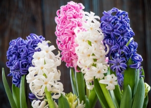 Hyacinth