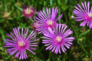 Ice Plant