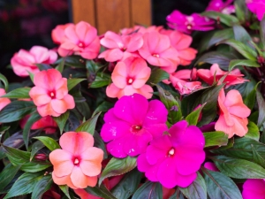 Impatiens